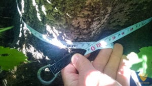 mierzenie obwodu drzewa na wysokości 5cm od korzenia