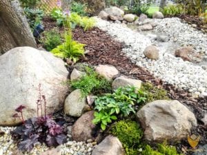 rosliny-do-cienia-paprocie-hosty-rumianki-