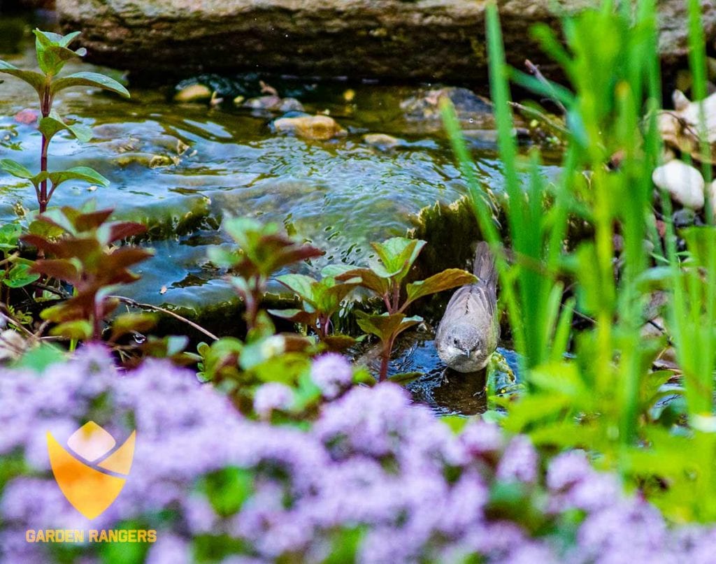 strumienie i oczka wodne sa wodopojem dla ogrodowych ptakow