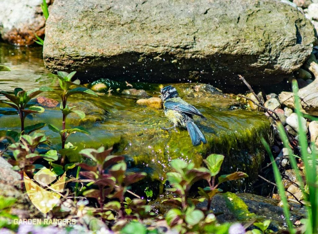 sikora modra kapie sie w ogrodowym strumieniu