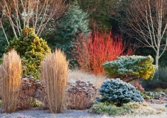 Ogród piękny zimą