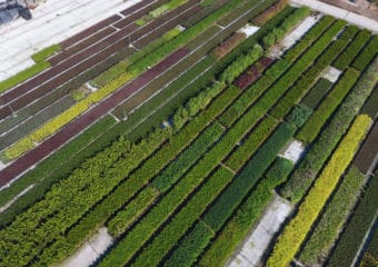 Hodowla roślin w szkółce