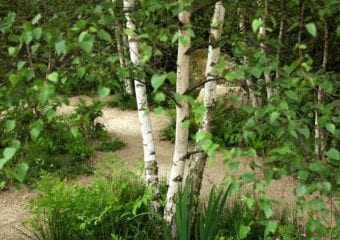 Naturalna rabata z brzozą