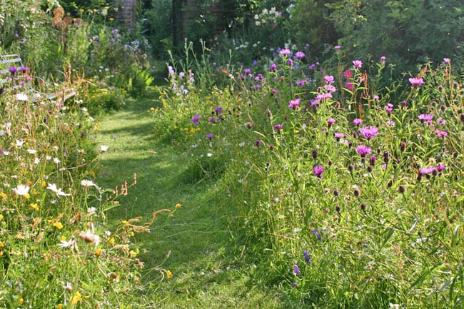 Łąka kwietna w ogrodzie