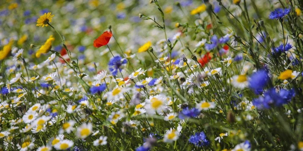 Kwiaty na łące kwietnej