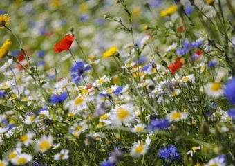 Kwiaty na łące kwietnej