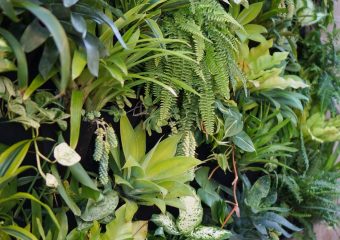 Ogród wertykalny w biurze