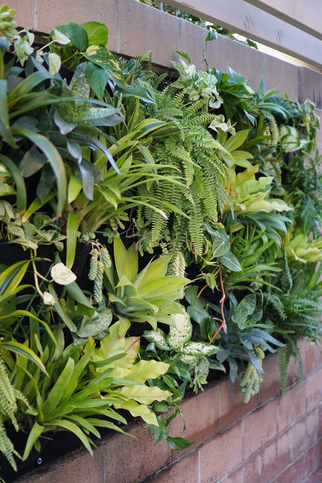 Ogród wertykalny w biurze