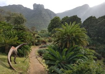 Cykasy w Kirstenbosch