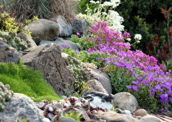 rośliny w ogródku skalnym