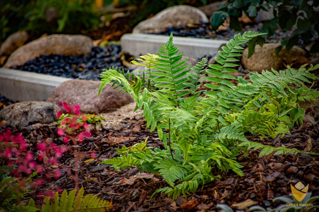 Niektóre gatunki paproci pozostają zielone aż do późnej jesieni.