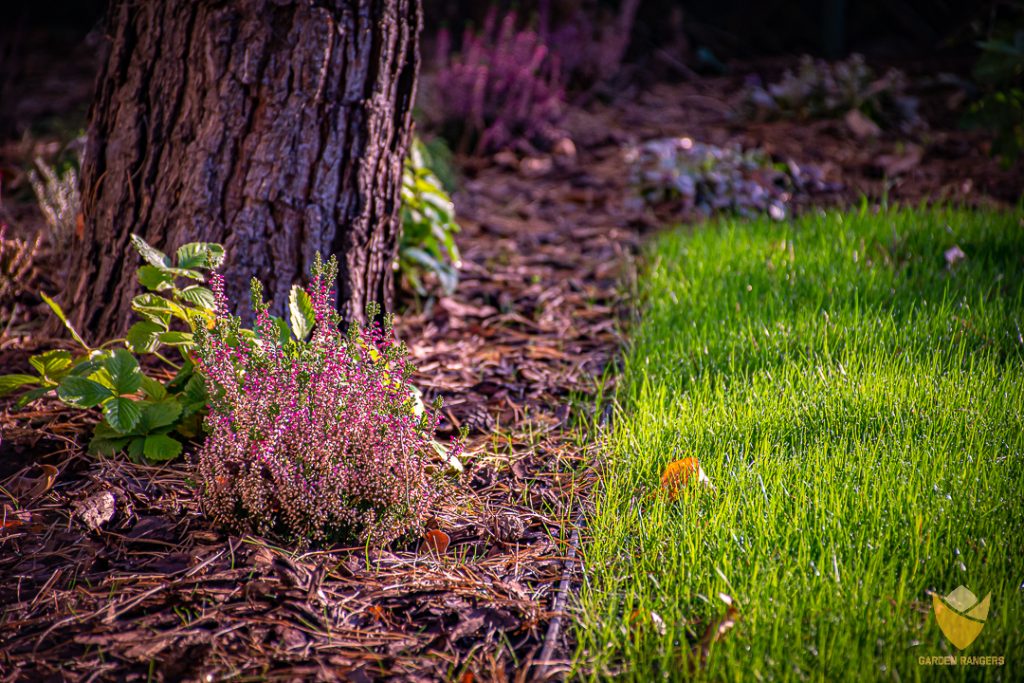 Pod sosnami, na przepuszczalnych glebach świetnie rosną i prezentują się wrzosy.