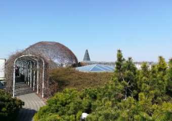 Intensywny ogród na dachu