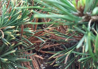 Zarażona sosna górska