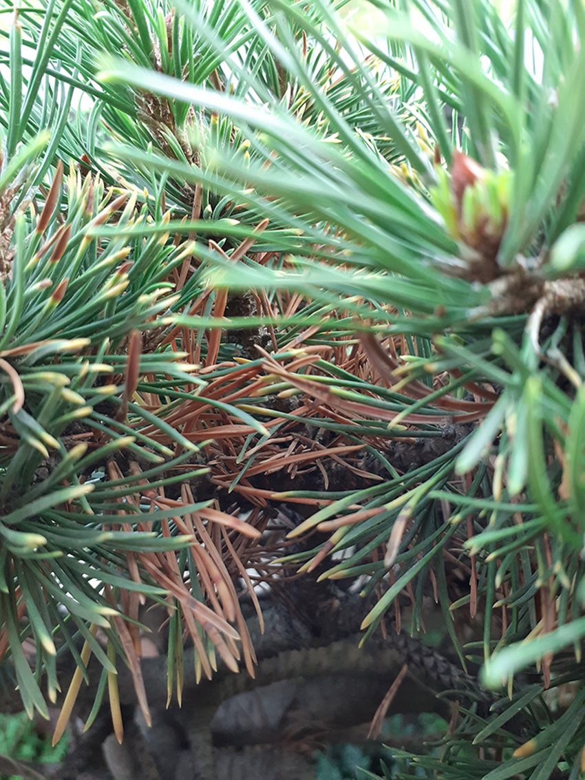 Zarażona sosna górska