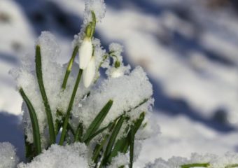 Przebiśniegi w śniegu